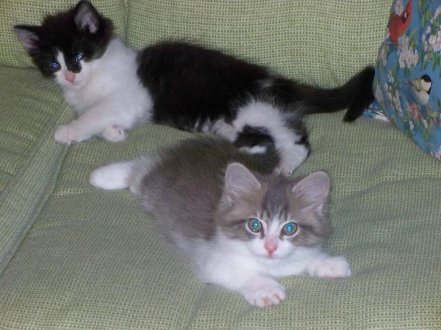 2757_athena_sapphire_sheba_and_venus_004.jpg