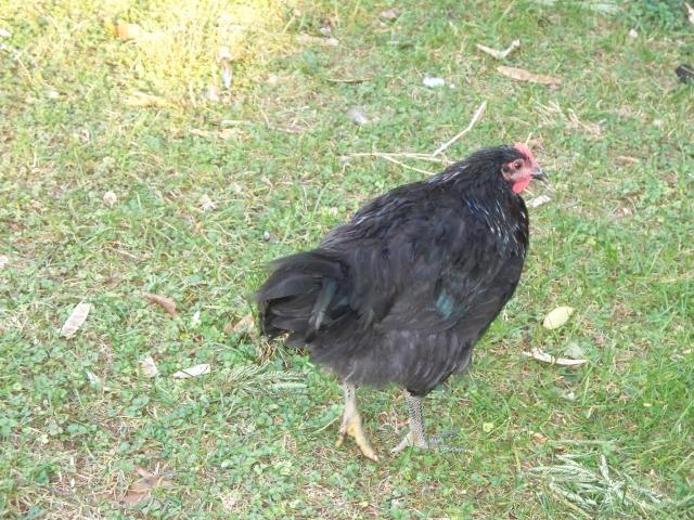 2757_jasper_and_jemima_004.jpg