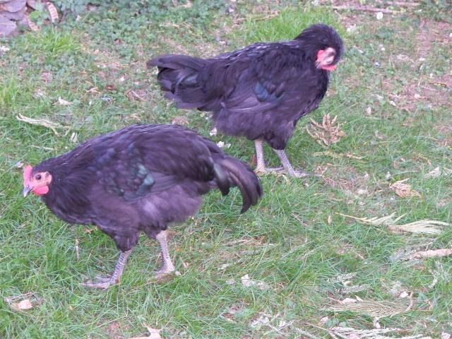 2757_jasper_and_jemima_005.jpg