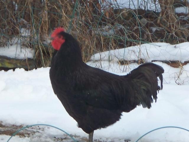 2757_jasper_jan_182011_004.jpg