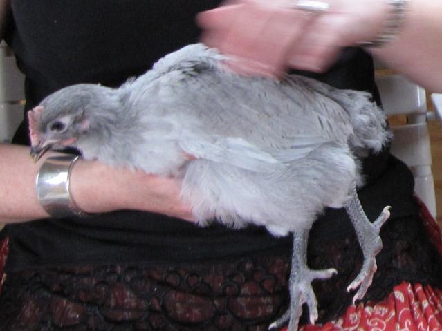 27580_lavender_chick.jpg