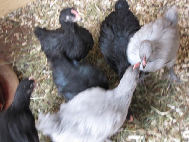 27580_noah_in_the_coop_023.jpg
