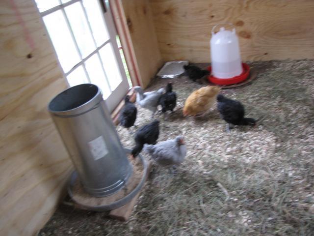 27580_noah_in_the_coop_043.jpg