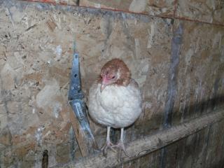 27597_chickens_winter_2009_2010_003.jpg
