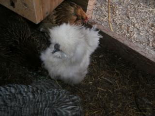 27597_chickens_winter_2009_2010_004.jpg