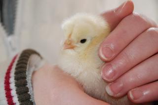 27597_new_chicks_017.jpg