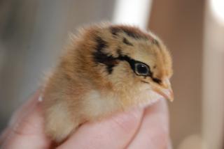 27597_new_chicks_018.jpg