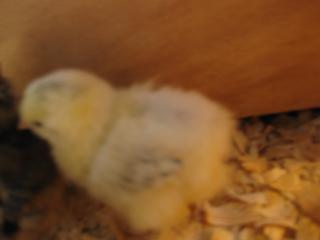 27597_new_chicks_041.jpg