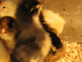 27597_new_chicks_043.jpg