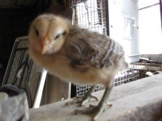 27597_new_chicks_052.jpg