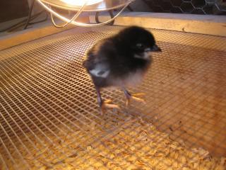 27597_new_chicks_068.jpg