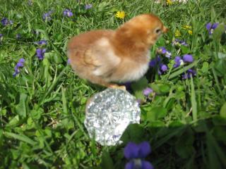 27597_new_chicks_076.jpg