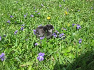 27597_new_chicks_077.jpg
