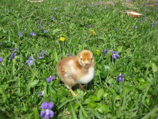 27597_new_chicks_078.jpg