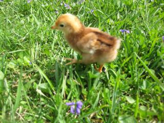 27597_new_chicks_080.jpg