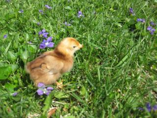 27597_new_chicks_081.jpg