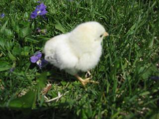 27597_new_chicks_083.jpg