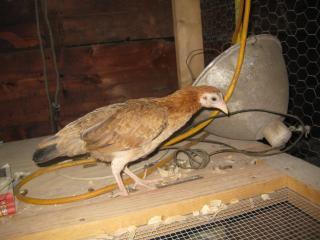 27597_new_chicks_087.jpg