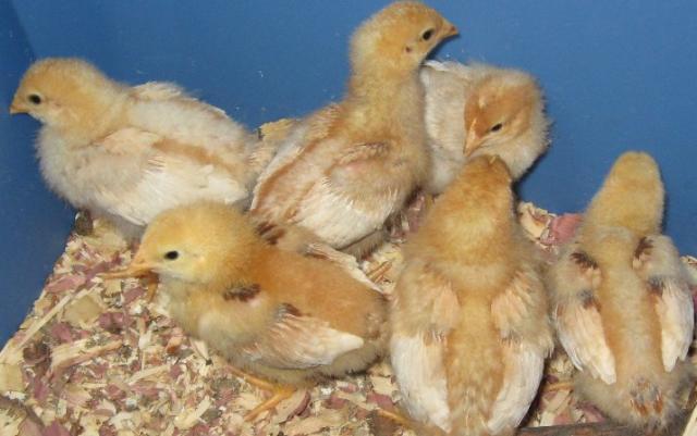 27645_chicks3weeks.jpg
