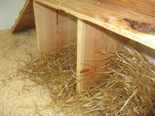 27645_coopnesting.jpg