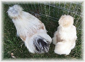 27650_lightbuffpair-silkies.jpg