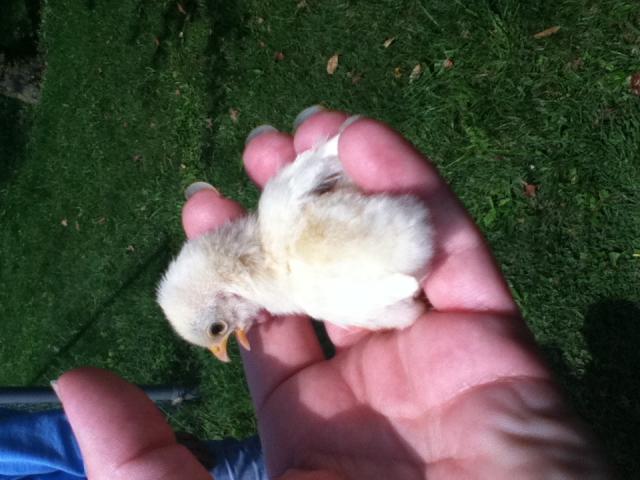 27663_chick2.jpg