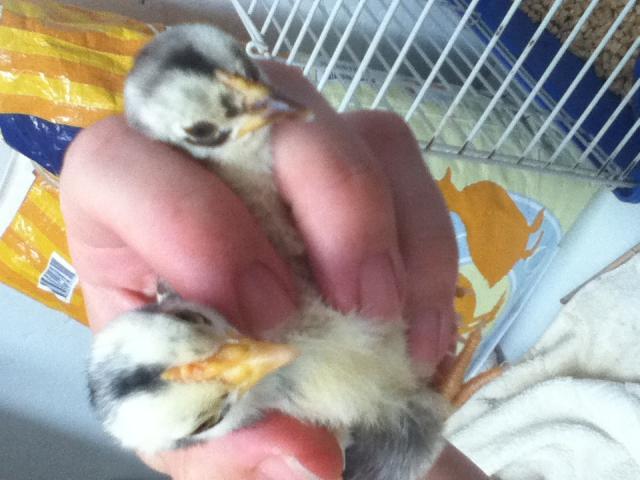 27663_chicks.jpg