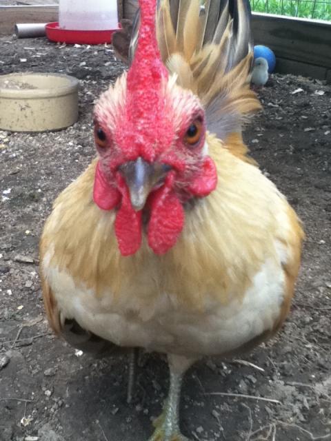 27663_roo2.jpg