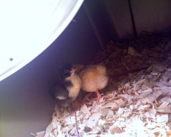 27695_chicks_1.jpg