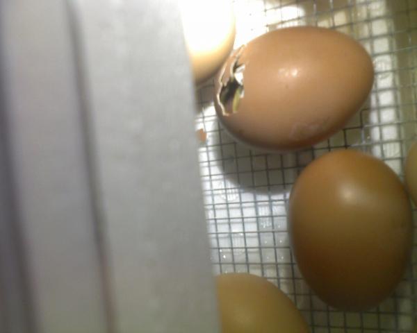 27695_eggs_2.jpg