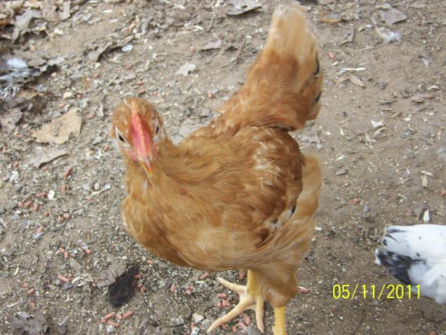 27698_100_4575.jpg