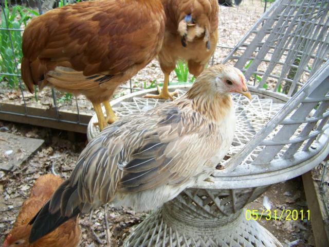 27698_100_4817.jpg