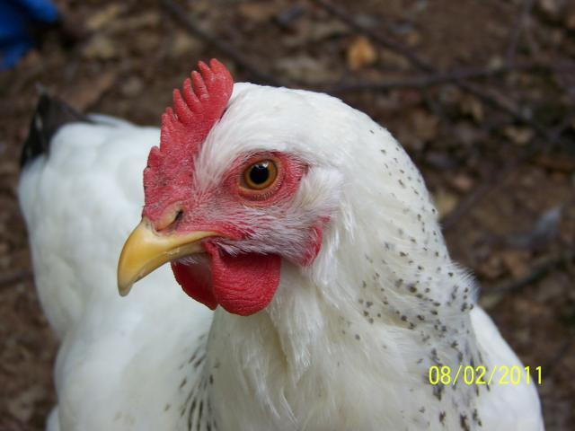27698_100_5405.jpg