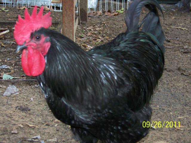 27698_100_5655.jpg