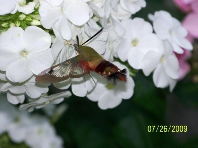 27698_hummingbird_moth.jpg