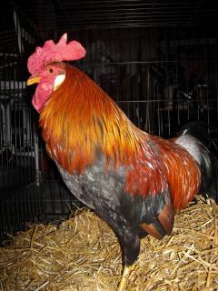 27707_rooster_pic.jpg