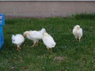 27767_girls-3wks_outside_002.jpg