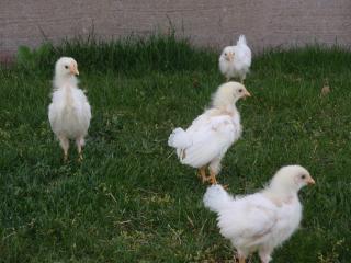 27767_girls-3wks_outside_004.jpg