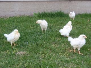 27767_girls-3wks_outside_005.jpg