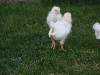 27767_girls-3wks_outside_006.jpg