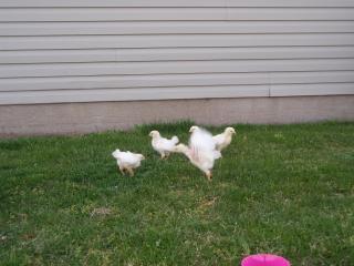 27767_girls-3wks_outside_007.jpg