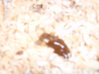 27767_uploaded_4-13-09_009.jpg
