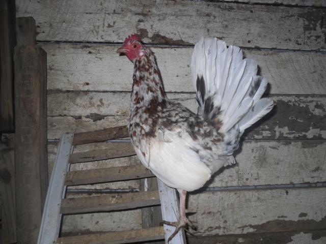 27826_chickens_006.jpg