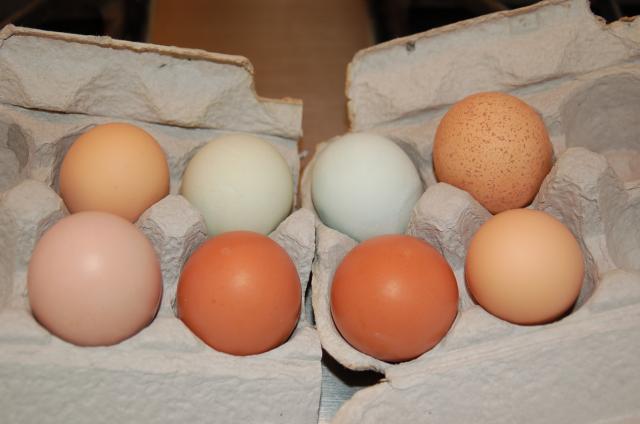 27831_8eggs.jpg
