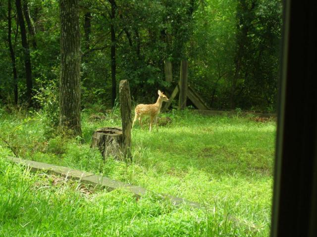 27836_back_yard.jpg
