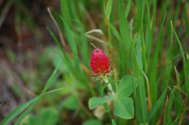 27836_flower_4.jpg