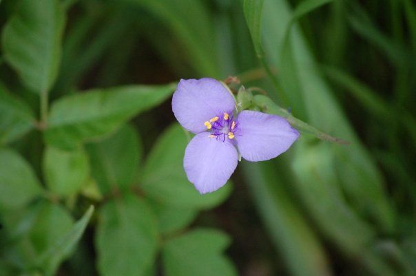 27836_flower_6.jpg