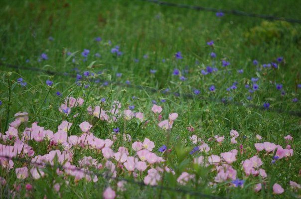 27836_flowers.jpg