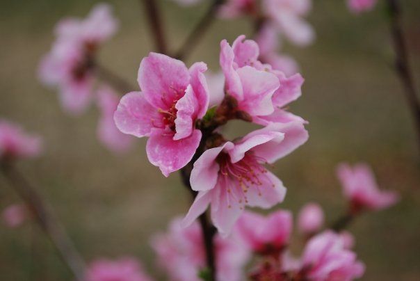 27836_pink_flower.jpg