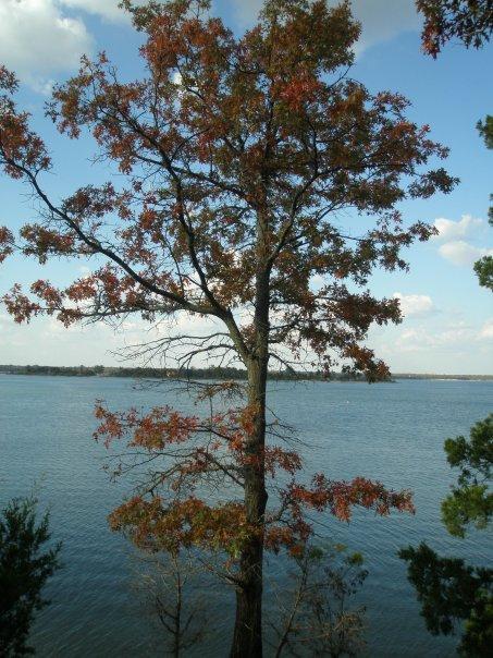 27836_tree.jpg